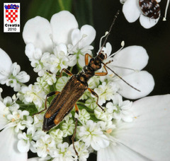 Oedemera barbara