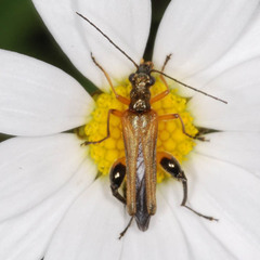 Oedemera podagrariae