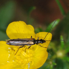 Oedemera pthysica