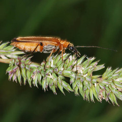 Oedemera podagrariae