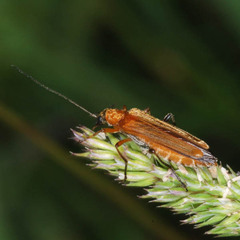 Oedemera podagrariae