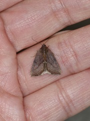 Galgula partita