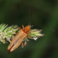 Oedemera podagrariae