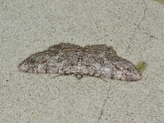 Iridopsis defectaria