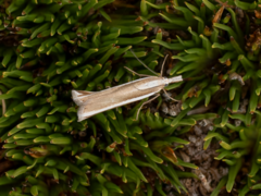 Orocrambus