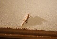 Lepidodactylus lugubris