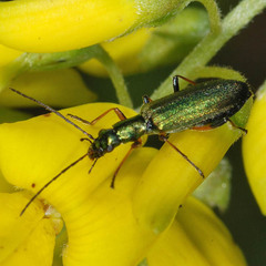Chrysanthia geniculata