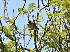 Passer melanurus melanurus