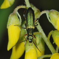 Chrysanthia geniculata
