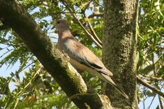 Streptopelia senegalensis