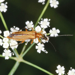 Oedemera podagrariae