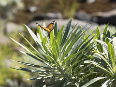 Danaus chrysippus