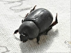 Temnorhynchus retusus