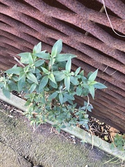 Buddleja davidii