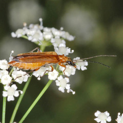 Oedemera podagrariae
