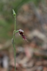 Calochilus gracillimus