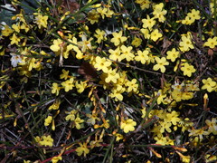 Jasminum nudiflorum