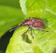 Rhynchites auratus