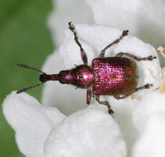 Rhynchites auratus