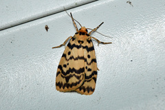 Hectobrocha multilinea