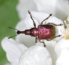 Rhynchites auratus