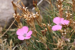 Dianthus pavonius