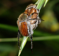 Chaetopteroplia segetum