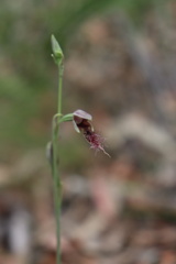 Calochilus gracillimus