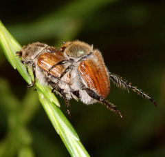Chaetopteroplia segetum
