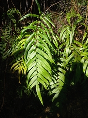 Blechnum gregsonii