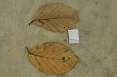 Artocarpus chaplasha