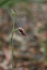 Calochilus gracillimus