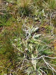 Astelia psychrocharis