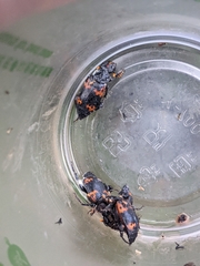 Nicrophorus nepalensis