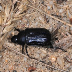 Anisoplia lata