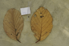 Artocarpus chaplasha