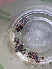 Nicrophorus nepalensis