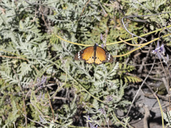 Danaus chrysippus