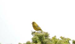 Chloris chloris