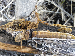 Gloeophyllum abietinum