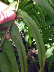 Blechnum gregsonii