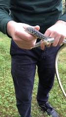 Hierophis viridiflavus