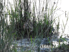 Gallinago hardwickii