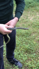 Hierophis viridiflavus