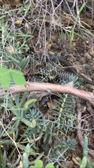 Hierophis viridiflavus