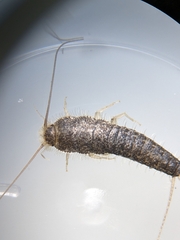 Ctenolepisma longicaudatum