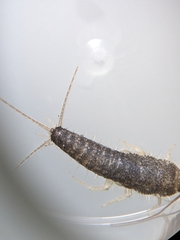 Ctenolepisma longicaudatum