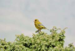 Chloris chloris