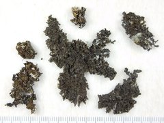 Xanthoparmelia verruculifera