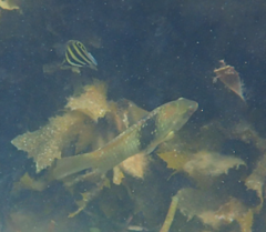 Notolabrus tetricus